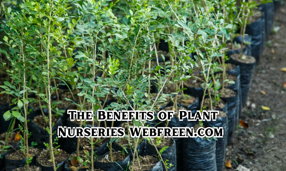 The Benefits of Plant Nurseries: A Gardener’s Best Resource for Healthy, Sustainable Growth